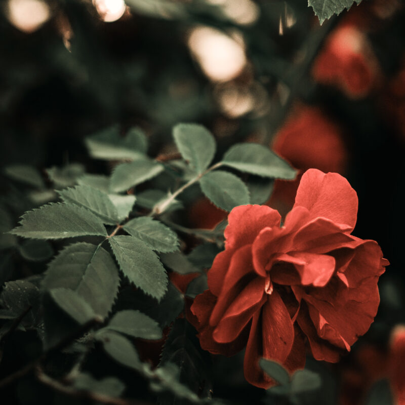 rose blade begravelse efterår smukt visner musik himmel grøn rød musiker til bisættelse bisættelse røde roser